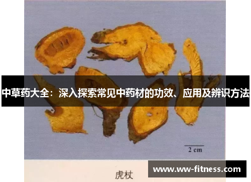 中草药大全:深入探索常见中药材的功效、应用及辨识方法